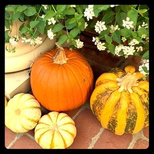 Meet your Posher, Renee